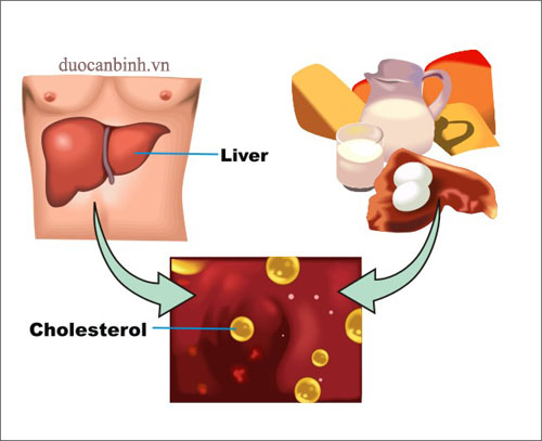 Ảnh hưởng của Cholesterol đối với cơ thể